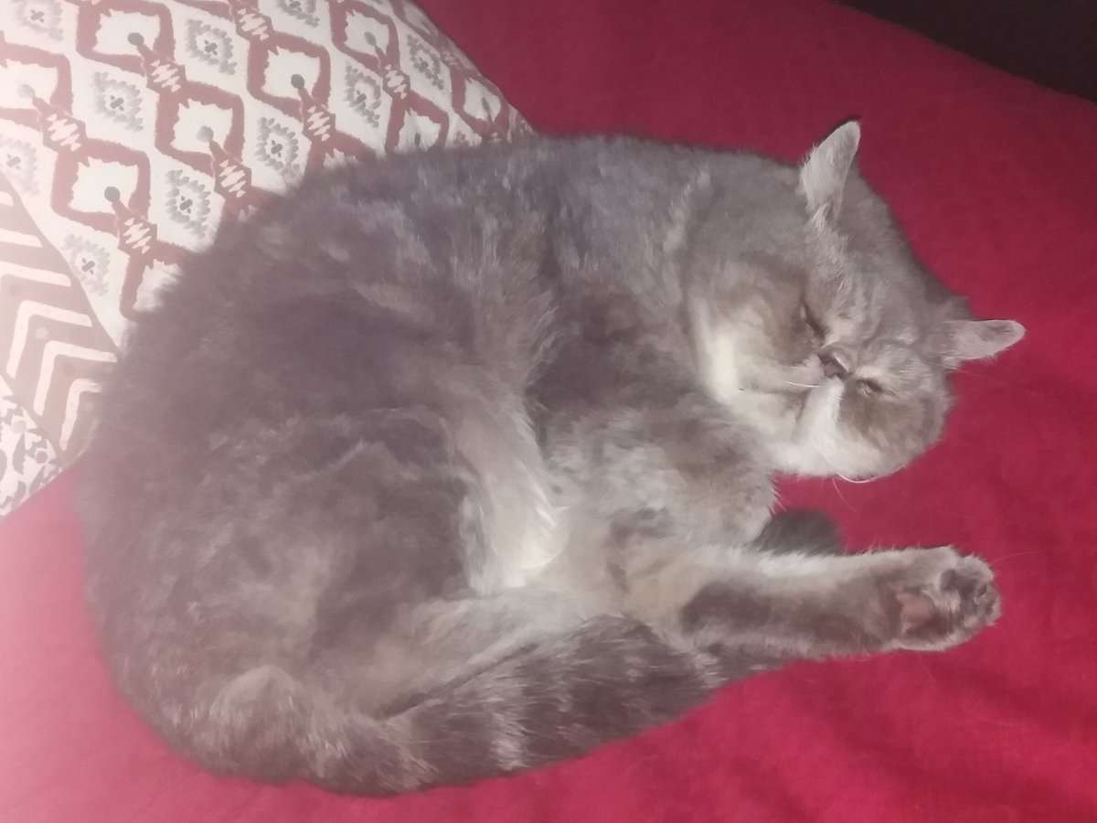 Situro 💛🦌 tweet media