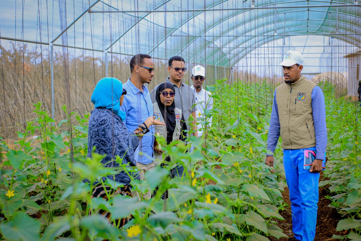 gredosom's tweet photo. GREDO’s Deputy Executive Director @alimak_klay and the Localization Advisor @Tintiye paid a courtesy visit to GREDO's Danwadaag project sites.
During the visit, they explored:
🌱 Greenhouses
🐝 Beekeeping initiatives
🌳 Nursery shelters
🔆 Solar energy projects,
all designed to empower communities by transforming sunlight and innovation into sustainable livelihood opportunities.

A remarkable highlight was the official launch of the Solar-Powered Business Initiatives at two SHG sites, marking a new chapter in community-led resilience and self-reliance.

Thanks to @UKinSomalia for the invaluable support under the @Danwadaag_DS Consortium led by @iom_somalia.

#GoFarGoTogether

#Resilience #SustainableLivelihoods #Localization #Danwadaag