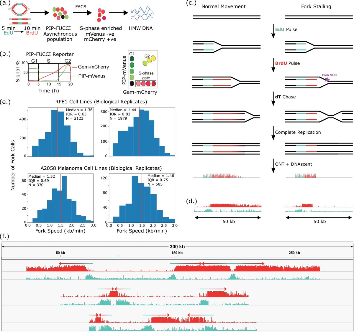 Checkout our latest research <a href="/SpringerNature/">Springer Nature</a> in <a href="/NatureComms/">Nature Communications</a> rdcu.be/eBqBI A high-resolution, nanopore-based artificial intelligence assay for DNA replication stress in human cancer cells. A collaboration with Mike Boemo’s team  <a href="/SubashkRAI/">Subash RAI</a> <a href="/BonfimMeloA/">Alexis Bonfim-Melo, PhD</a> <a href="/PaulinePfuderer/">Pauline L. Pfuderer</a>