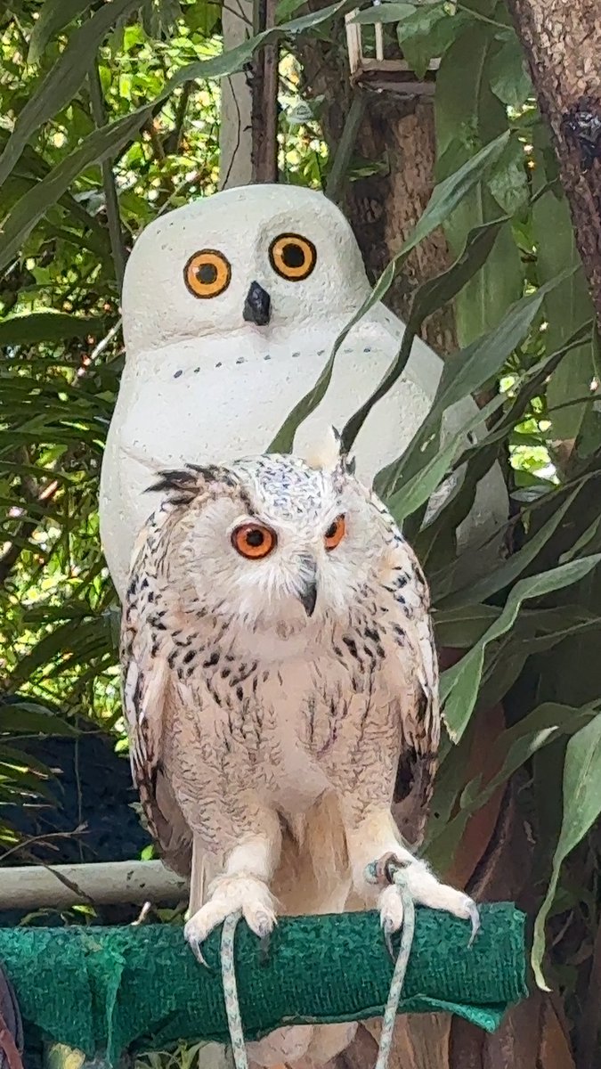 التغابي المقصود ليس ضعفاً ،بل مهارة نفسية راقية .أن تتجاهل ماتعلمه ،حفاظاً على هدوئك ،هو ذكاء عاطفي عميق، فليس كل مايُقال لا يرد عليه ،ولا كل موقف يستحق الانفعال.السكينة قرار .والتجاهل وعي ،والنضج أن تختار مايستحق طاقتك،دع العالم ينضج …وأبق أنت في سلامك الداخلي.
#علمتني_الحياة