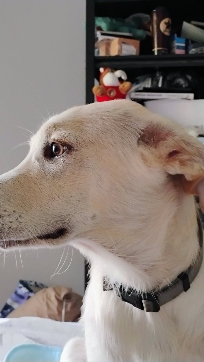 Mentha_101's tweet photo. It may not look like it but this is the face of a self-trained shoe killer. She also specializes in un-aliving power cords. https://t.co/sdacfMNxf5
