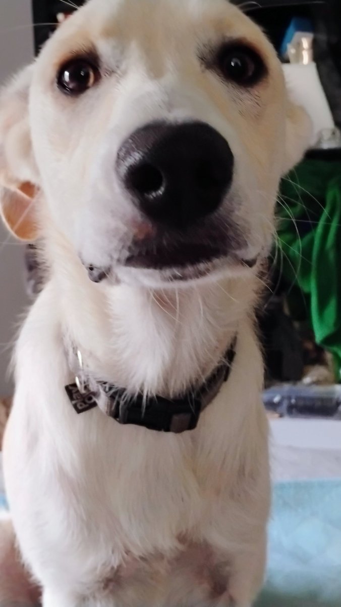 Mentha_101's tweet photo. It may not look like it but this is the face of a self-trained shoe killer. She also specializes in un-aliving power cords. https://t.co/sdacfMNxf5