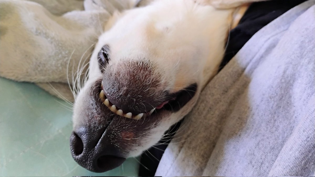 Mentha_101's tweet photo. It may not look like it but this is the face of a self-trained shoe killer. She also specializes in un-aliving power cords. https://t.co/sdacfMNxf5
