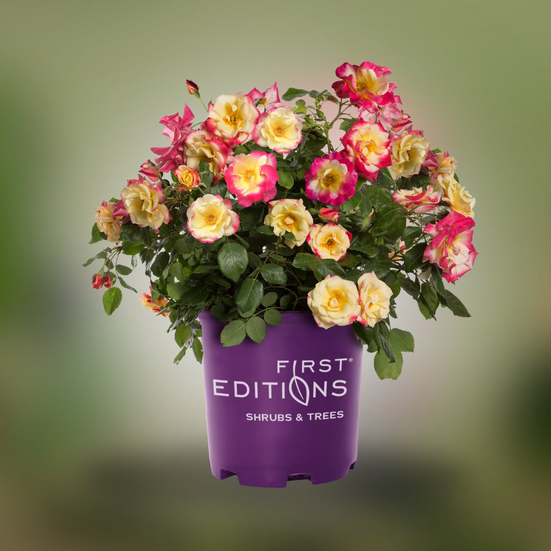 naturehills's tweet photo. 🔥 If you’re counting down the days to crisp fall nights and cozy campfires, we’ve got something to hold you over...

Meet the Campfire Rose — a blazing blend of yellow, orange, and red that burns bright all season long. 🌹

Learn more: https://t.co/fsrSjBWPRp https://t.co/pPfn0uc42s