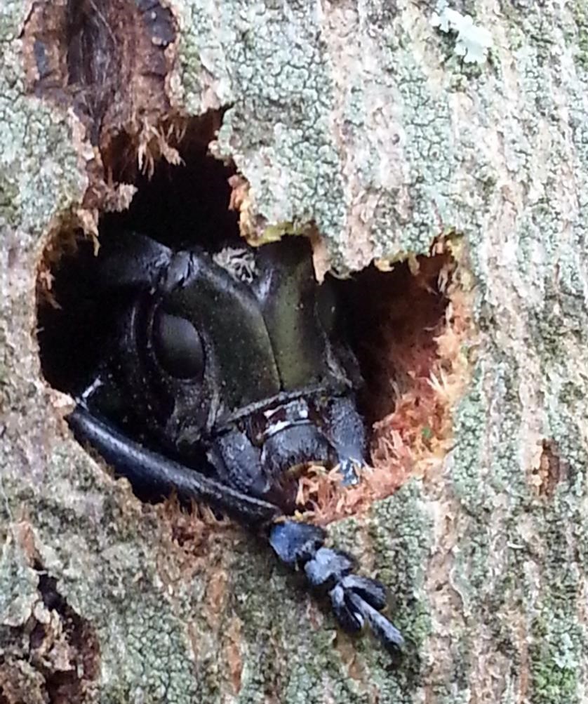 USDA Animal and Plant Health Inspection Service tweet media