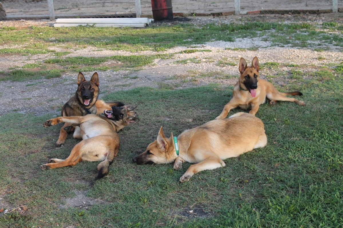 Ovo su najhrabriji ljudi koje poznajem. 
U potpunoj zabiti, gde kriminalci gepekuju ljude iz automobila, gde Dundi-jevi ljudi uništavaju izvore, kradu vodu i zveckaju oružjem...
Oni stoje na putu otvaranju rudnika. I njihovi hrabri psi čuvari! 🥰
Podržimo ih! 🙏