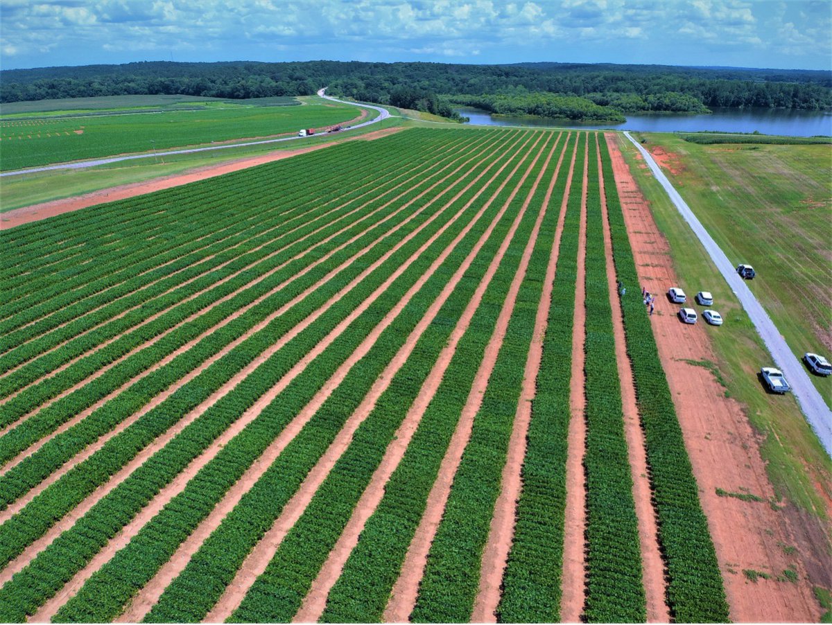 SoybeanResearchInfoNetwork (@soyresearchinfo) on Twitter photo #SoySnippets: For farmers growing MG 6, 7 & 8 soybeans, new, high-yielding varieties grow out of #SoyResearch from <a href="/UGA_CollegeofAg/">UGA Agricultural & Environmental Sciences</a>'s breeding program, thanks in part to Georgia Soybean Commodity Commission and <a href="/UnitedSoy/">United Soybean Board</a> funding. bit.ly/4ayl6N3 #SoySnippets: For farmers growing MG 6, 7 & 8 soybeans, new, high-yielding varieties grow out of #SoyResearch from <a href="/UGA_CollegeofAg/">UGA Agricultural & Environmental Sciences</a>'s breeding program, thanks in part to Georgia Soybean Commodity Commission and <a href="/UnitedSoy/">United Soybean Board</a> funding. bit.ly/4ayl6N3