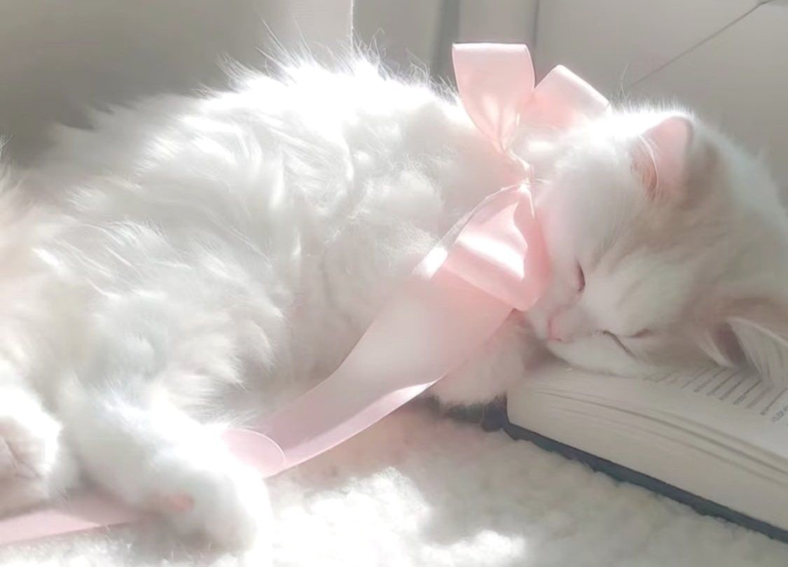 ❀%. . . 𝑅𝑜𝑠𝑒𝑙𝑎𝑐𝑒𝑑 𝑅𝑒𝑣𝑒𝑟𝑖𝑒𓂃˖˳♡ྀི ₊ tweet media