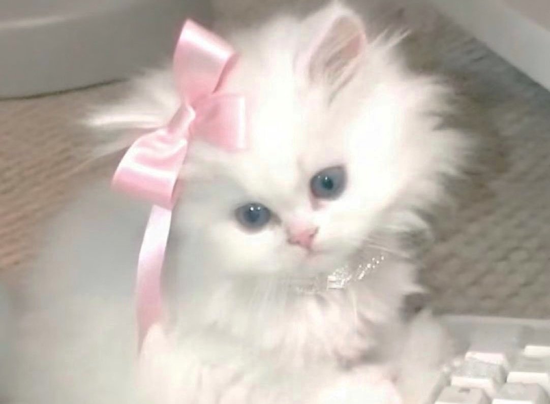 ❀%. . . 𝑅𝑜𝑠𝑒𝑙𝑎𝑐𝑒𝑑 𝑅𝑒𝑣𝑒𝑟𝑖𝑒𓂃˖˳♡ྀི ₊ tweet media