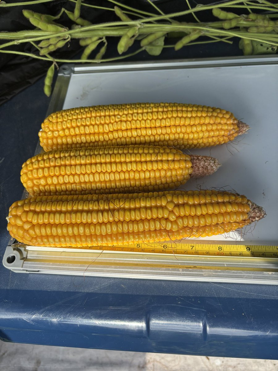 OliverSloup's tweet photo. Word of the day so far: variability 
This is our first stop in Sangamon County IL.  Yield check: 219.22.  The USDA had this county at 248.2 last year 
#pftour25 https://t.co/J70WHj5gEj