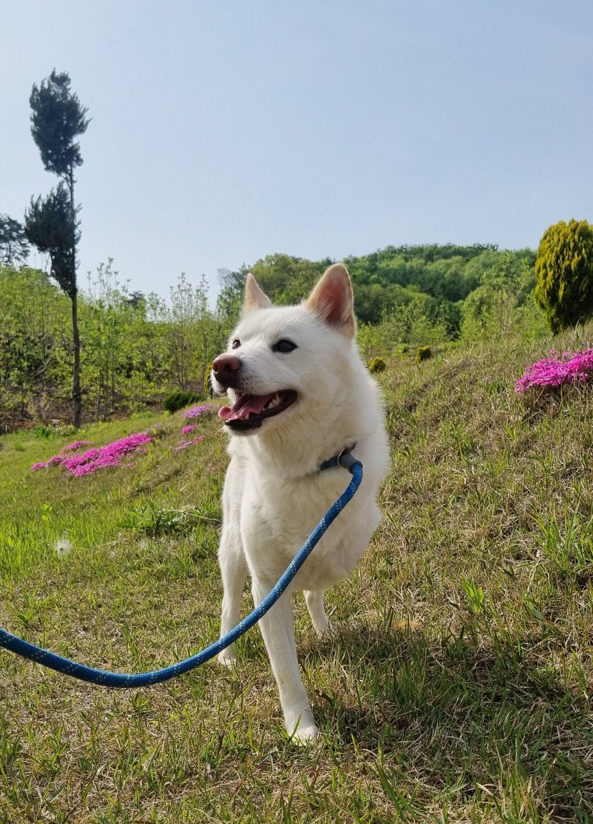 #가족찾는인성
인성이는 23년도에 사고 후 보호소에 입소했고, 결국 다리를 절단.. 입양/임보 문의도 없어 지금은 위탁처에서 생활 중입니다. 아직 조금 소심하지만 천천히 마음을 열고 있어요. 진도믹스에 장애까지,,인성이는 어쩌면 입양을 가기 어려울 수도 있습니다..