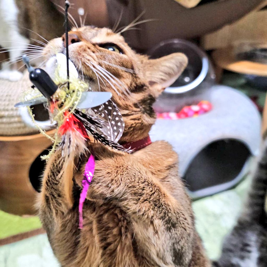 twinklebox1122's tweet photo. ✨️梅ちゃんと遊んでみた😺🐾✨️ https://t.co/NvXGQzjPJi