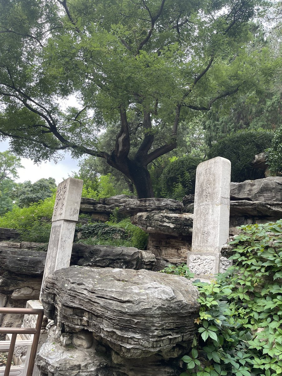 景山公园歪脖树，不是真正崇祯帝上吊自杀的那棵。崇祯帝上吊的那棵1971年已被移除，不知其踪。
现在这棵是1996年移栽的百年槐树，枝壮叶茂，盘石踞岩，不知其为谁生？