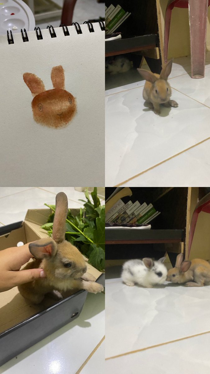 CHWinokan's tweet photo. My petter rabbit😊 https://t.co/PdQ9XUTNH3