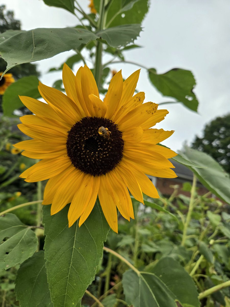Hard working bee. 🌻🐝