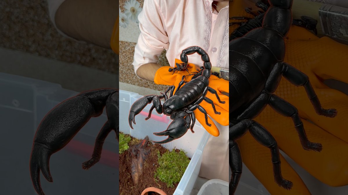 FlakeFood's tweet image. Aquariums: SCORPION UNBOXING #exoticpet #petsman #petsvlog #aquarium #pet #animals
 
flakefood.com/755878/aquariu…