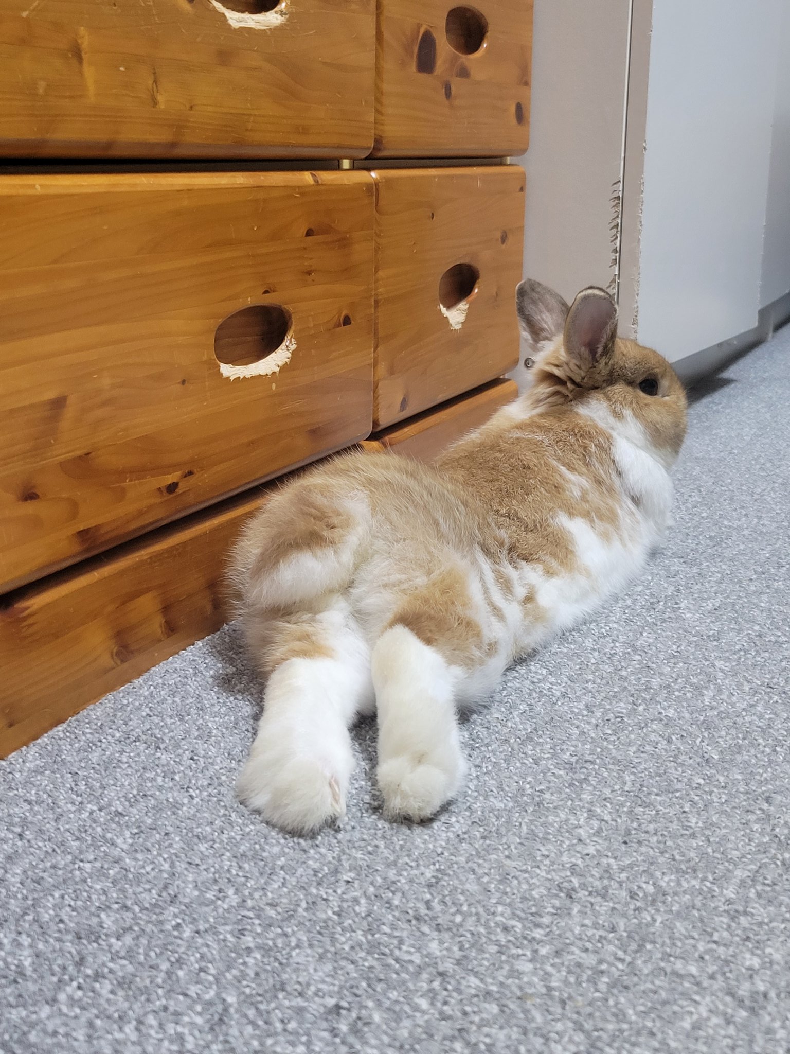 うさぎのぽち。 on X: 