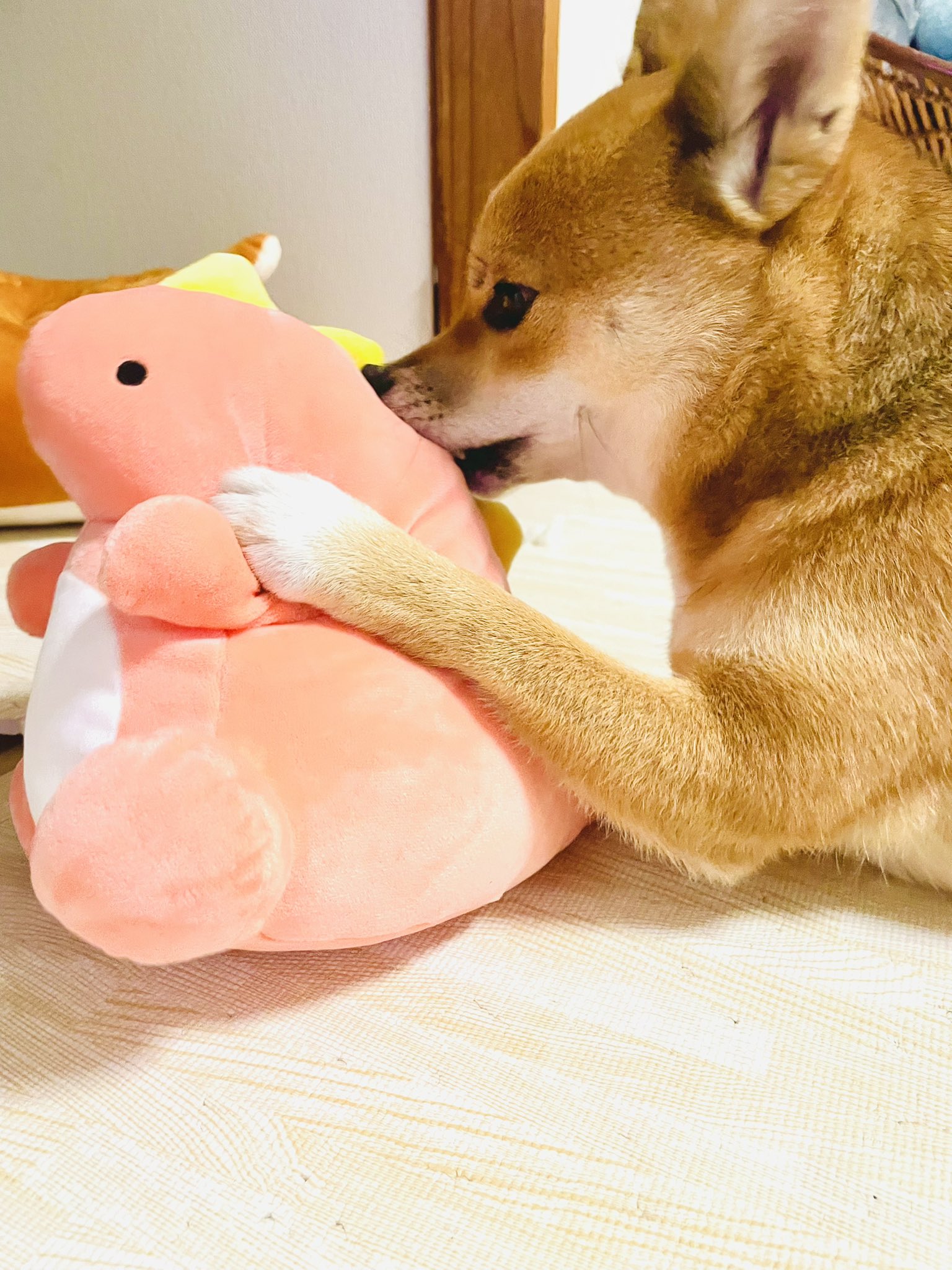 とらまめ^_^ 柴んちゅ🐕 on X: 