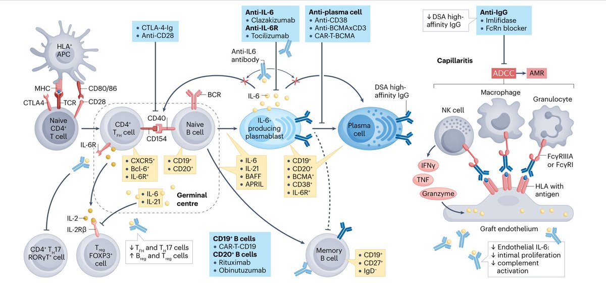 Ivan Velázquez (@nephro_ivan) on Twitter photo Excelente gráfico de diferenciación y activación de linfocitos B y daño celular endotelial, potenciales blancos terapéuticos en trasplante renal
<a href="/NatRevNeph/">Nature Reviews Nephrology</a>
👏🏻👏🏻👏🏻👇🏻👇🏻 Excelente gráfico de diferenciación y activación de linfocitos B y daño celular endotelial, potenciales blancos terapéuticos en trasplante renal
<a href="/NatRevNeph/">Nature Reviews Nephrology</a>
👏🏻👏🏻👏🏻👇🏻👇🏻