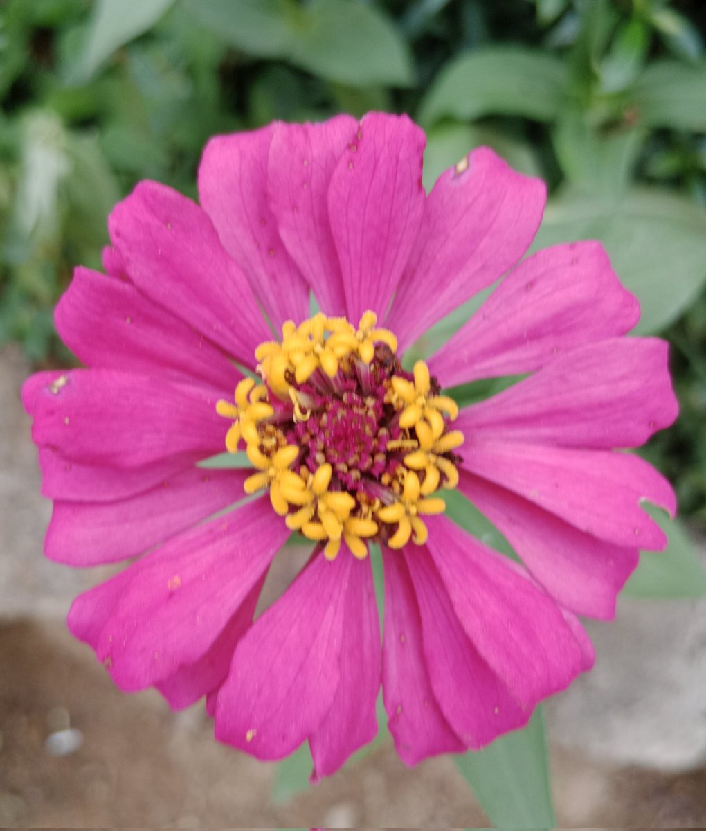 AKIMBO_888's tweet photo. #pinkonwednesday
#zinnia
#macro
A blessed, elated and vibrant pink on Wednesday to us all. ๐๐๐๐๐
Keep hydrated. ๐ฐ
Stay safe everyone. ๐๐๐ค๐ค๐ซก๐ https://t.co/WbYV0Iy7bc