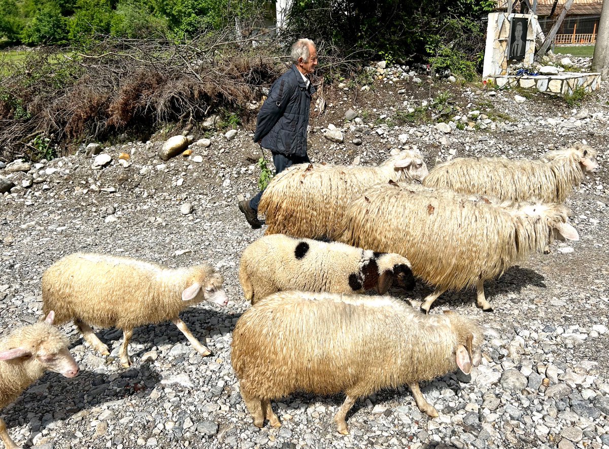 Old shepherd with his "flock", Theth, Albania