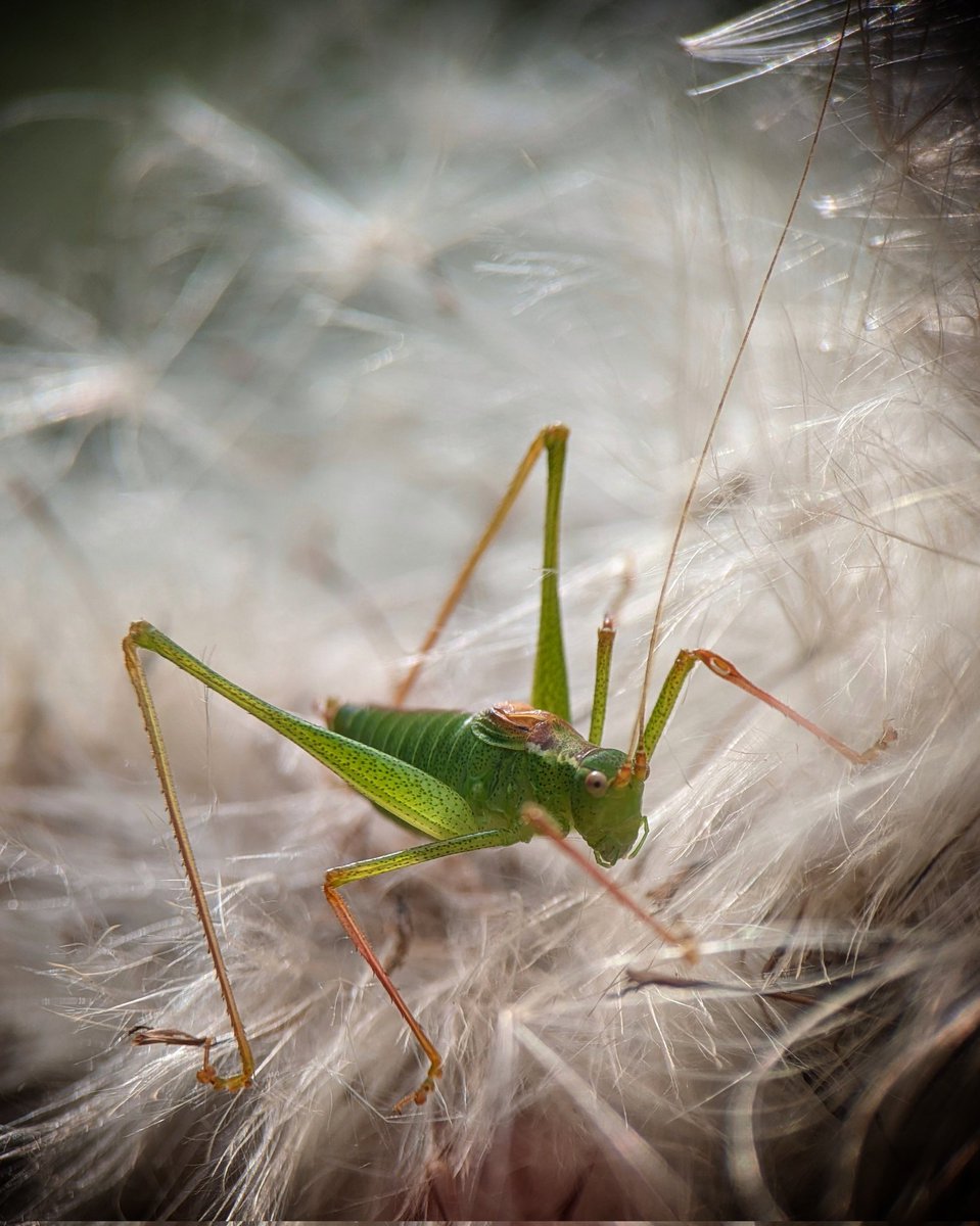 Caron Blay tweet media