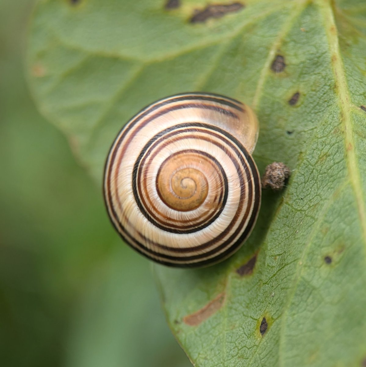 Caron Blay tweet media