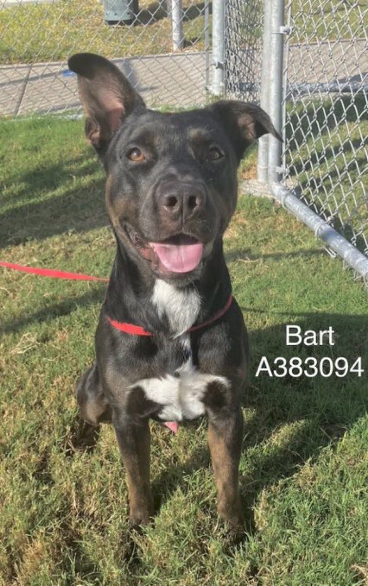 🆘BART #A383094, 1yo cutie facing ☠️ 8/25 @ Corpus Christi AC‼️
Why kill a pup who’s done NOTHING wrong⁉️
Gentle, though no play group 4 now
Needs time 2 adjust
Good w/👩🏻‍🤝‍👨🏽 tho anxious
I would be 2 in a place like that!
Plz PLEDGE 4 #RESCUE
#FOSTER
#ADOPT
He’ll light up ur life!