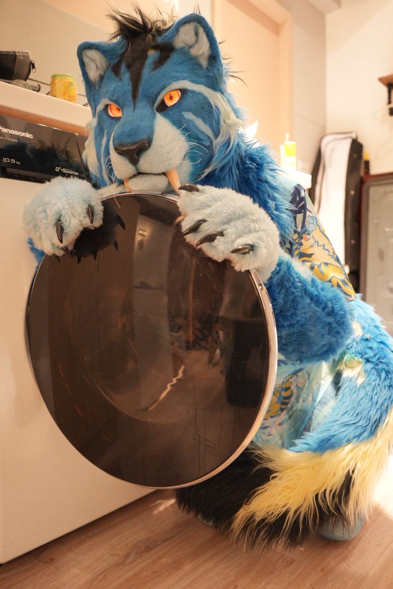 I am a cute big cat❤️