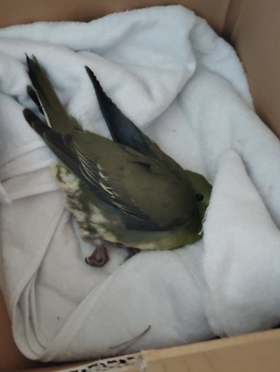 公園施設の管理人に「怪我している野鳥がいる」って報告があって行ってみたらアオバトじゃん!
珍しい!
鳥獣保護センターの職員さんがすぐ来て引き取ってくれたので一安心
＃アオバト