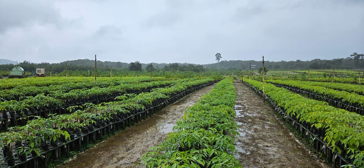GerEmbLib's tweet image. Ambassadors from Germany, Egypt and Sweden visited Firestone rubbertree plantation and planted new trees.
