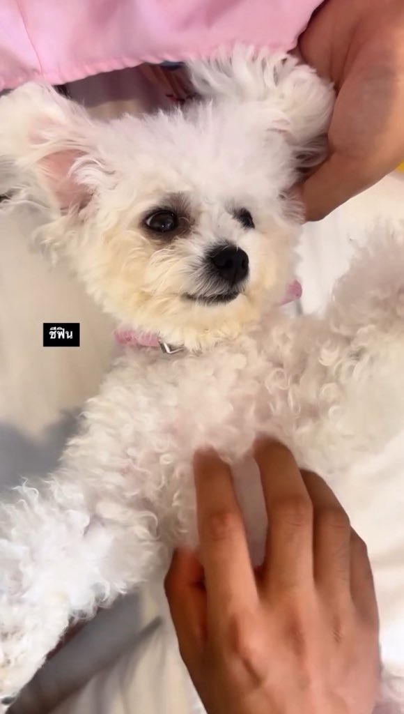 น่าย้ากมากกกกกกกกกก #itsTOFUka 🤍🤏🏻