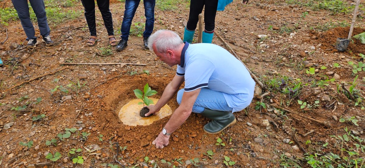 GerEmbLib's tweet image. Ambassadors from Germany, Egypt and Sweden visited Firestone rubbertree plantation and planted new trees.