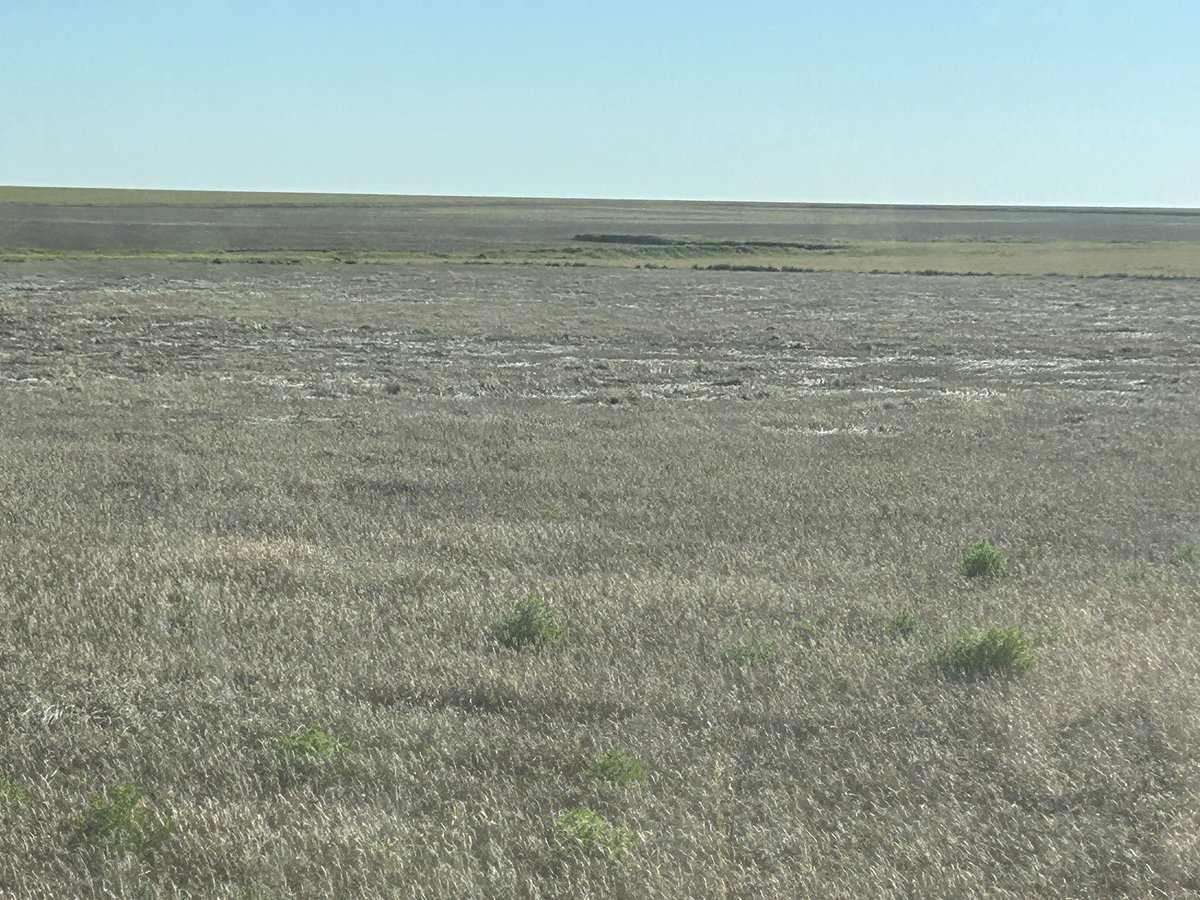 A friend’s ground that is going into CRP. Wasn’t allowed to harvest the wheat since it is the cover crop. Couldn’t even use a stripper header to preserve the stubble. No exceptions on cover harvesting.