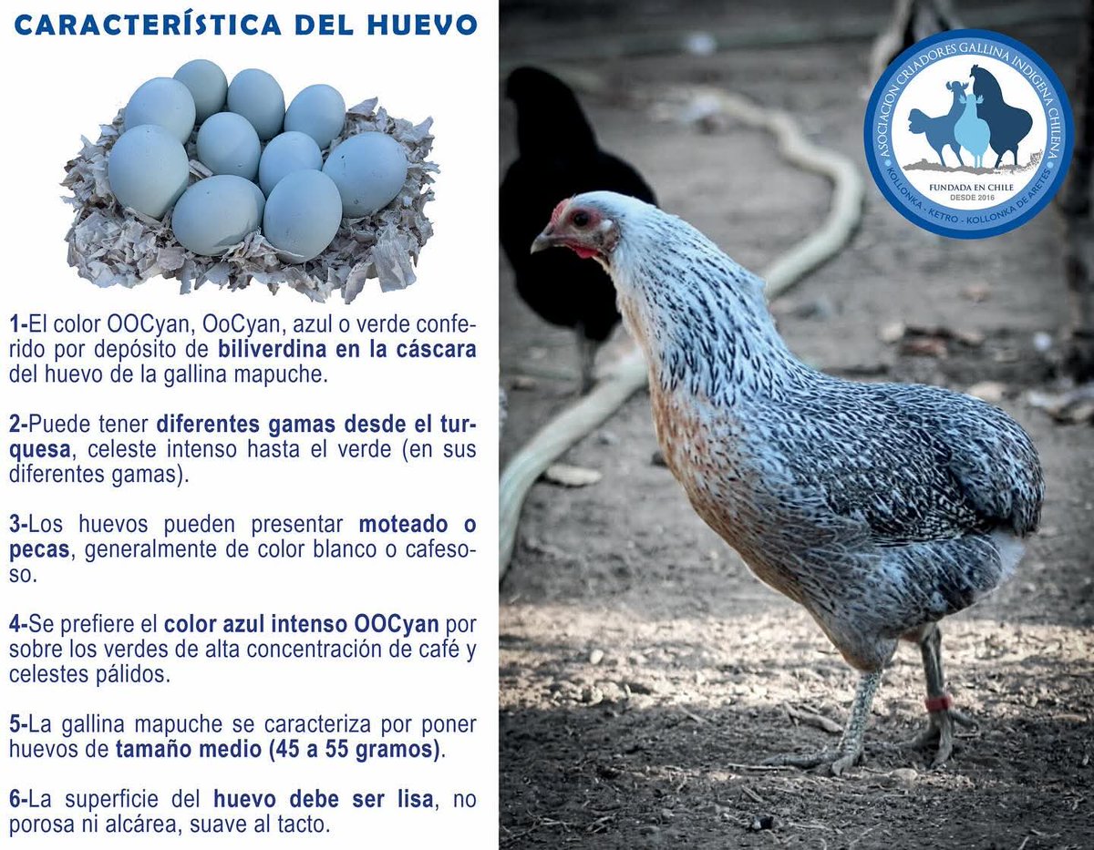 GMapuches's tweet photo. Característica del huevo de nuestra gallina. 

Es propio de nuestra historia, y que estuvo a punto de extinguirse, pero hoy podemos decir que a nivel nacional tenemos una producción y una calidad potente. Muchos criadores se han esforzado y le han entregado amor a las aves. https://t.co/hDbq4SmxVO