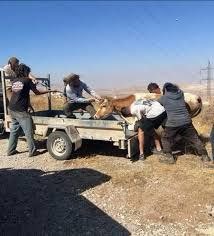 🇵🇸Yerel kaynaklar: Yerleşimciler, Nablus'un güneyindeki Aynbus köyünden Nadir Alan adlı vatandaşın 13 ineğini çaldı 

📌 Daha önce yerleşimciler aynı vatandaşın 41 ineğini çalmış ve İsrail polisi, yerleşimcilere karşı yaptığı şikayeti geri çekmesi için onu gözaltına almıştı.