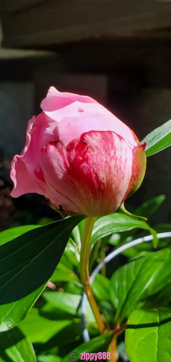 zzippy888's tweet photo. Love #pinkonwednesday ๐
#peony bud https://t.co/ocN4KNLlup