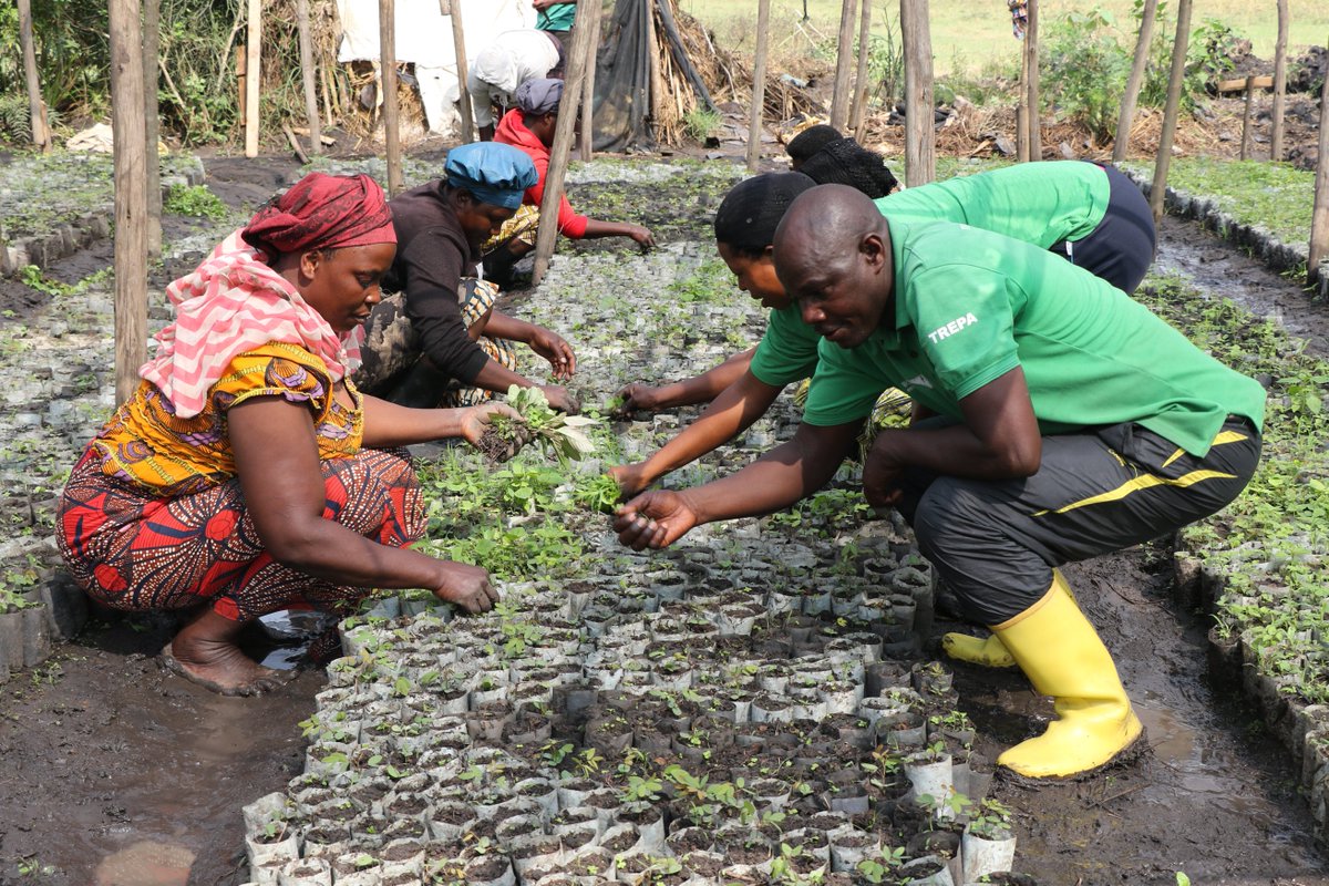 RwandaForestry's tweet image. Umushinga wa #COMBIO ugamije kubungabunga urusobe rw’ibinyabuzima binyuze mu kubakira ubushobozi abaturage ba @RwandaEast wateye ibiti ku nkengero z’imihanda ku burebure bwa 518km mu Ntara y’Iburasirazuba. 
Uyu mushinga wa COMBIO ukomeje gutegura ingemwe z’ibiti bya gakondo.