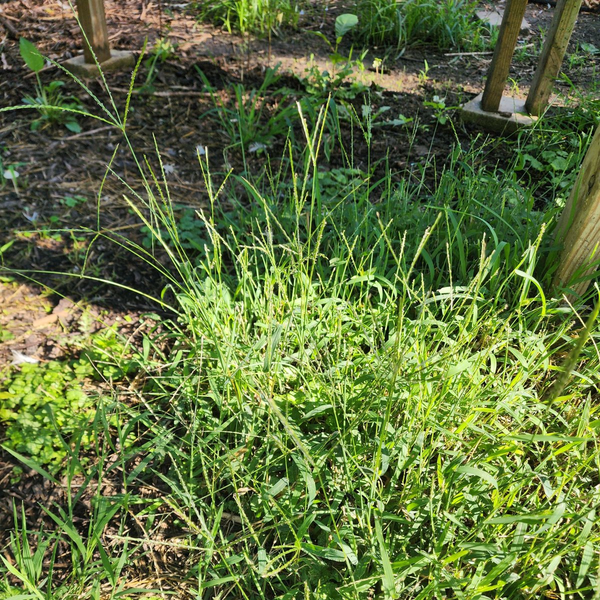 For this #WeedWednesday, let's address some of the most persistent annual grass weeds impacting orchards and prairie/pollinator habitats across the midwest! Beyond the familiar Foxtail grasses (Yellow, Green, Giant), we're often battling species like Barnyardgrass (Echinochloa