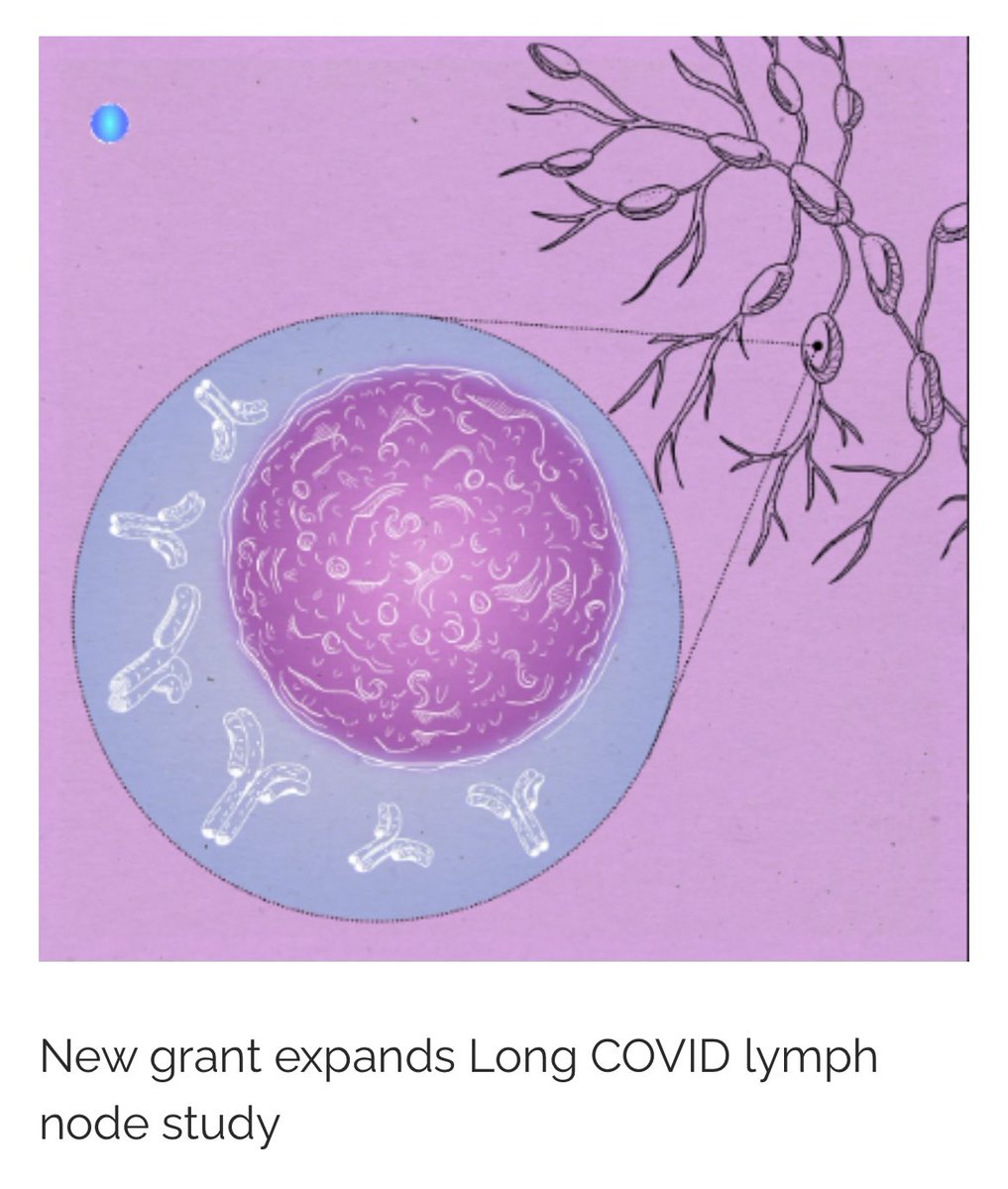Breaking: New grant expands Long COVID Lymph Node study 

PolyBio Research Foundation and the Wallace Research Foundation announce a new grant to support continued research into the root causes of impaired antibody responses in some individuals with Long COVID.