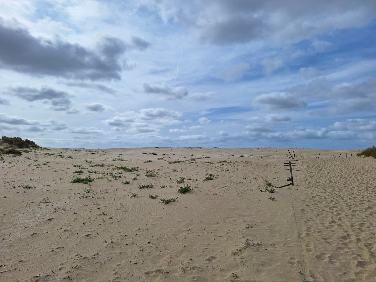 Straфaniccið 🇫🇷🇮🇹 (@uvymordicante) on Twitter photo Le Sahara belge 🇧🇪 (#Westhoek) Le Sahara belge 🇧🇪 (#Westhoek)