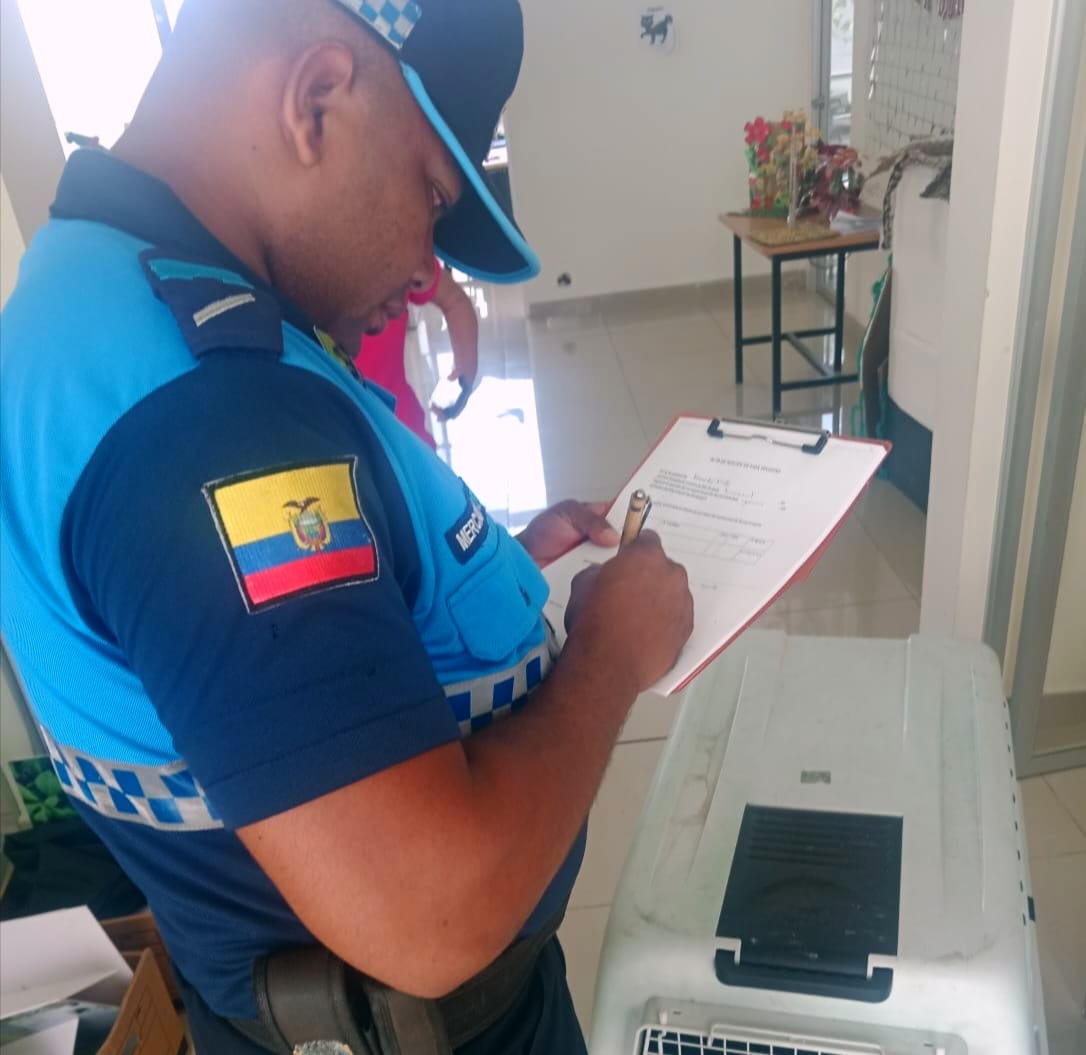 👮🏻‍♀️Agentes de Control Municipal de la Unidad de Medio Ambiente realizaron el rescate de una iguana que se encontraba en una vivienda en Kennedy norte.

🦎Tras la valoración con la Dir. de Ambiente de la <a href="/alcaldiagye/">Muy Ilustre Municipalidad de Guayaquil</a>, el reptil será reinsertado en su hábitat.