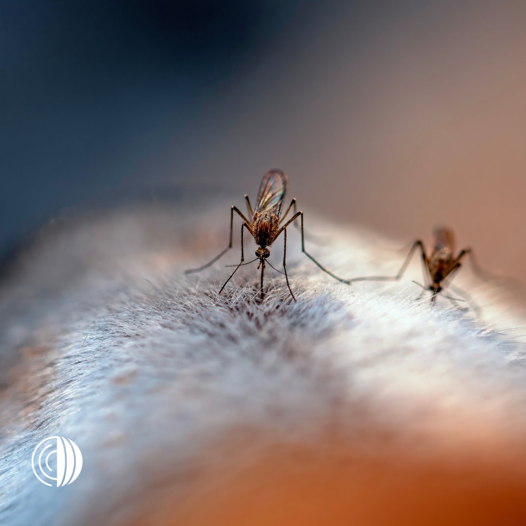🦟🌍 #DíaMundialDelMosquito

Los mosquitos pueden ser vectores de enfermedades zoonóticas que amenazan la salud de animales y personas. Un ejemplo es el Virus del Nilo Occidental.

Su principal hospedador son las aves, y los mosquitos propagan el virus a otras aves y