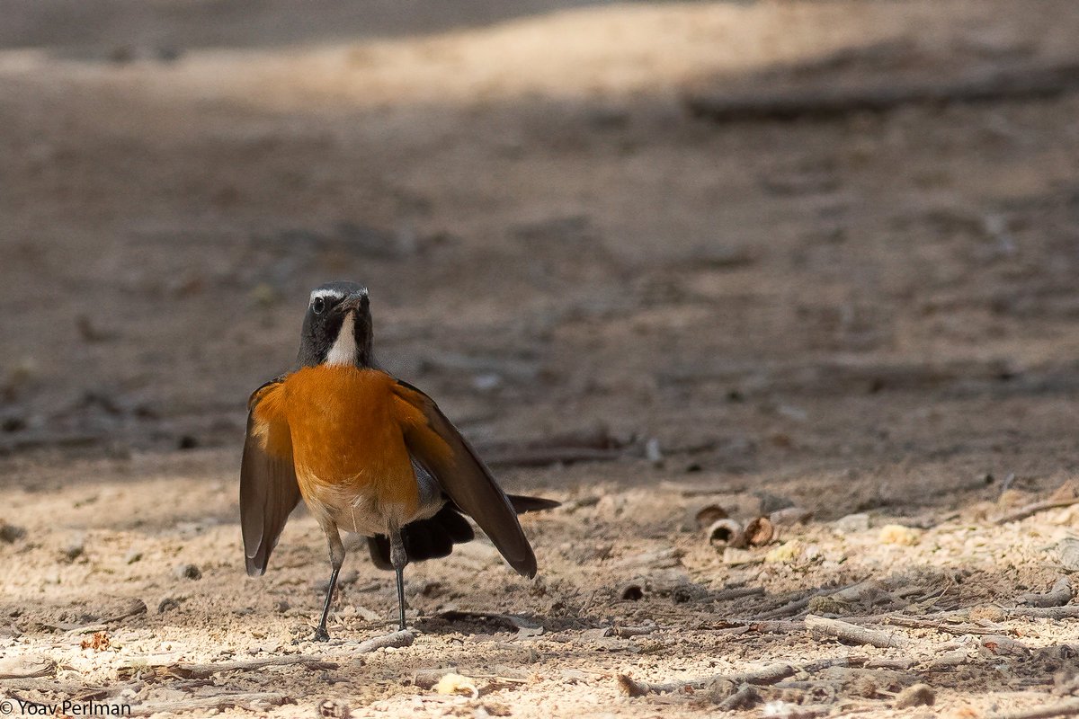 yoavperlman's tweet image. What. A. Bird.