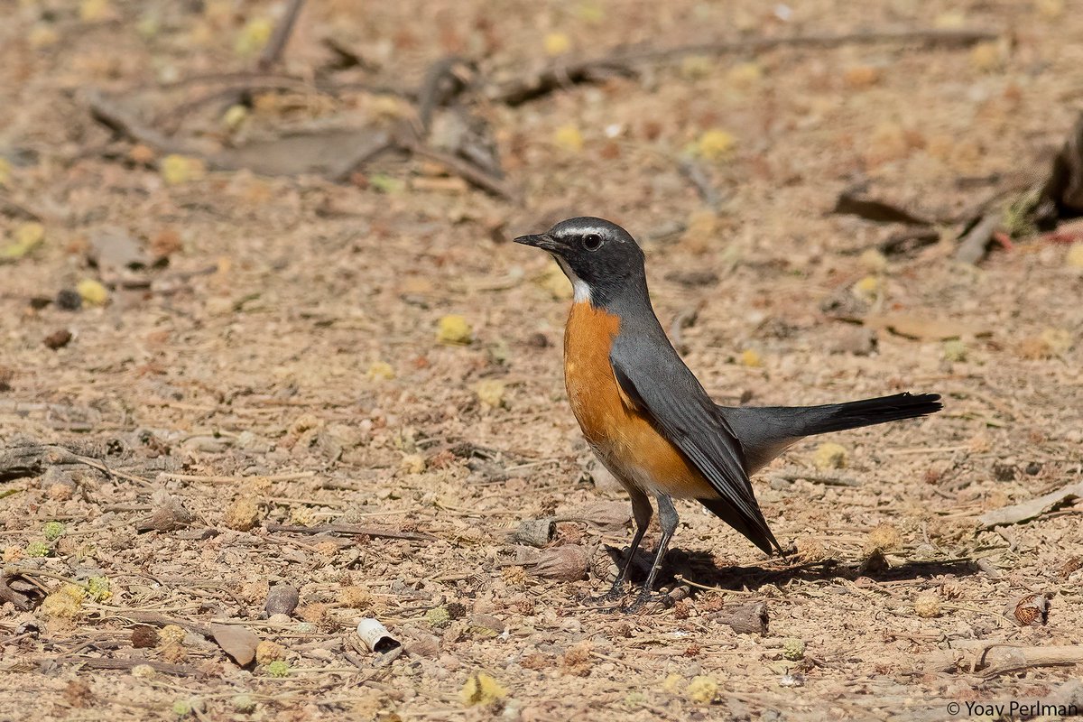 yoavperlman's tweet image. What. A. Bird.