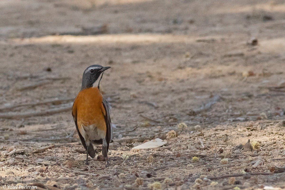 yoavperlman's tweet image. What. A. Bird.