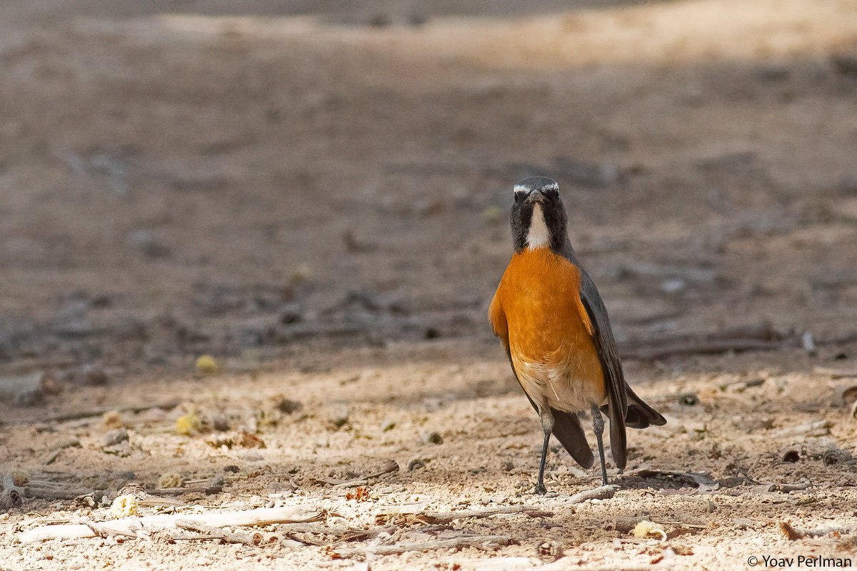 yoavperlman's tweet image. What. A. Bird.