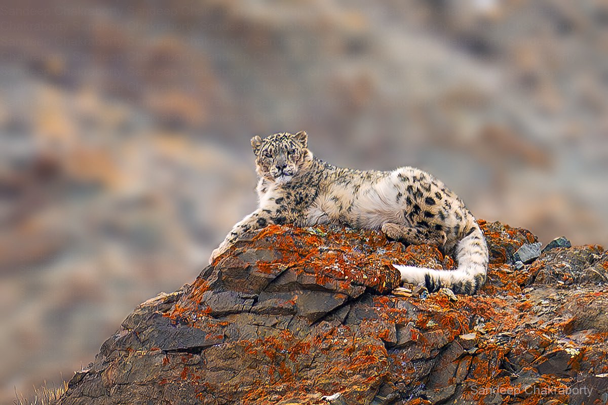 Sandeep Chakraborty (@sandeepwildlife) on Twitter photo The Ghost from the Himalayas
Snow Leopard | Hemis National Park 25
<a href="/WildlifeMag/">BBC Wildlife</a> <a href="/BBCEarth/">BBC Earth</a> <a href="/NikonIndia/">Nikon India Official</a> <a href="/NatGeoPhotos/">Nat Geo Photography</a> <a href="/NatureIn_Focus/">Nature inFocus</a> <a href="/NatGeoIndia/">Nat Geo India</a> <a href="/NatureIn_Focus/">Nature inFocus</a> <a href="/Mammal_Society/">Mammal Society</a> <a href="/snowleopards/">Snow Leopard Trust</a> <a href="/NikonUSA/">NikonUSA</a> #BBCWildlifePOTD #wildlifephotography #snowleopard #SaveSoil #India The Ghost from the Himalayas
Snow Leopard | Hemis National Park 25
<a href="/WildlifeMag/">BBC Wildlife</a> <a href="/BBCEarth/">BBC Earth</a> <a href="/NikonIndia/">Nikon India Official</a> <a href="/NatGeoPhotos/">Nat Geo Photography</a> <a href="/NatureIn_Focus/">Nature inFocus</a> <a href="/NatGeoIndia/">Nat Geo India</a> <a href="/NatureIn_Focus/">Nature inFocus</a> <a href="/Mammal_Society/">Mammal Society</a> <a href="/snowleopards/">Snow Leopard Trust</a> <a href="/NikonUSA/">NikonUSA</a> #BBCWildlifePOTD #wildlifephotography #snowleopard #SaveSoil #India