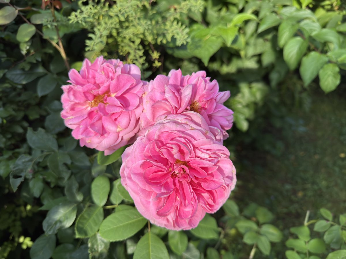 #RoseWednesday Rose season in my garden is coming to an end. Die Rosensaison geht bei mir langsam zu Ende.