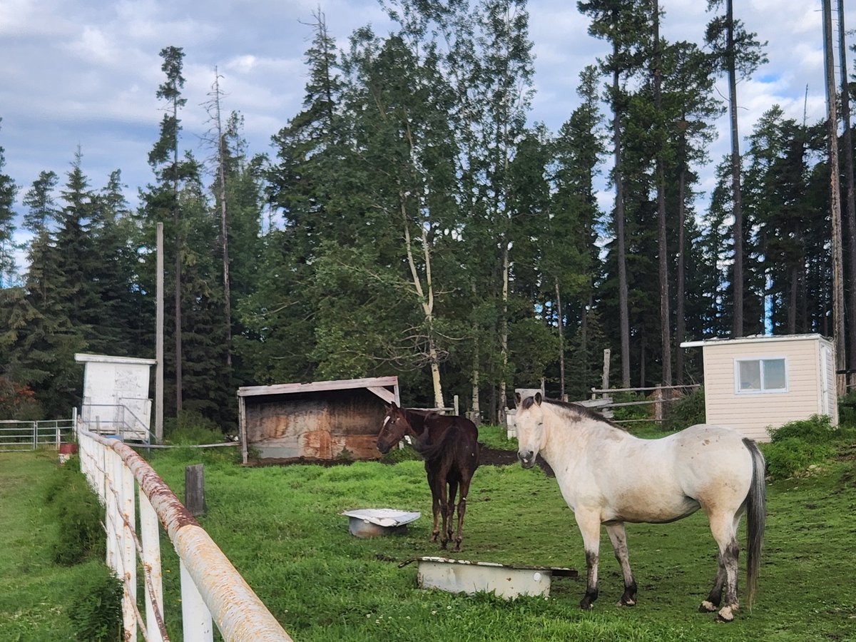 Cobri is looking less cresty, and today is her exercise day. Tom was showing his best side.